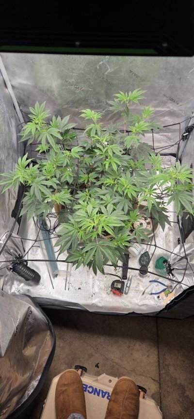 1st indoor grow organic soil