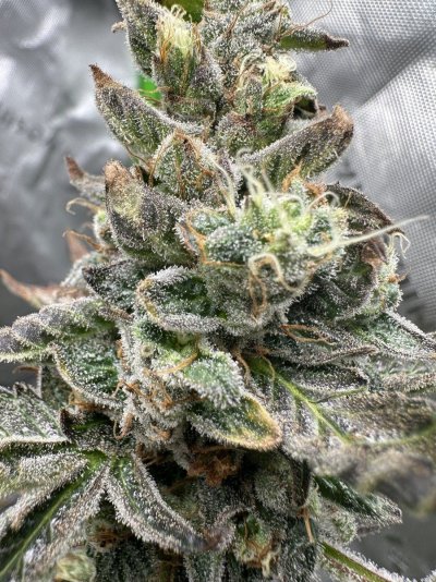 harvest-advice-1st-grow-soflo-kerosene-4.jpeg