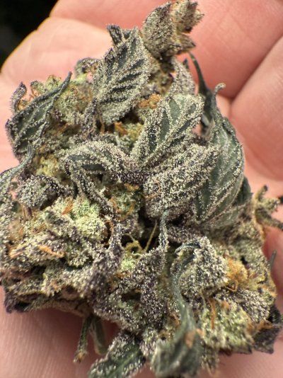 Let's See Your Frostiest Flowers