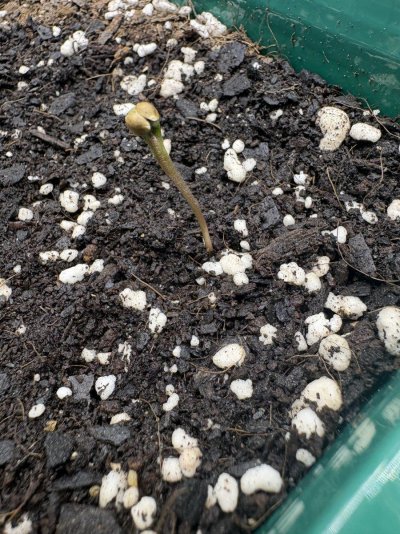 Seed shell is still attached to seedlings - helmet head issues