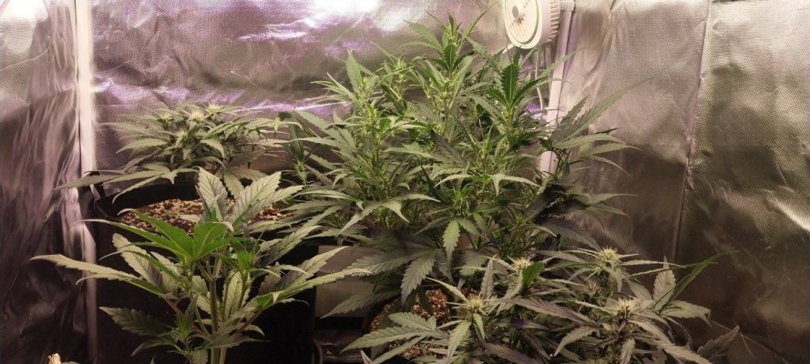 hello-guys-first-and-second-grow-simultaneously-going-very-well-i-think-7.jpg