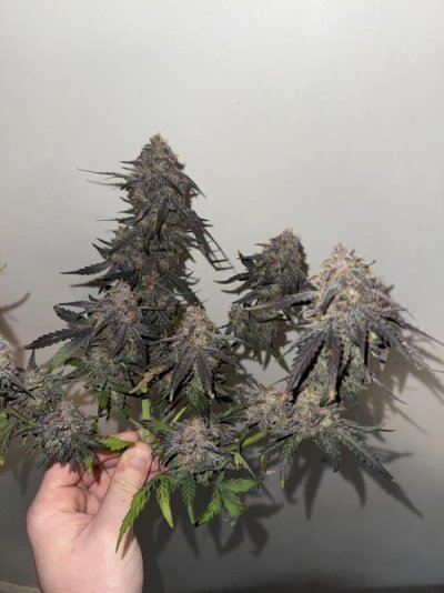 Looking for Micro-Optimal Strain Suggestions from Experience.