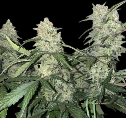 Looking for Micro-Optimal Strain Suggestions from Experience.