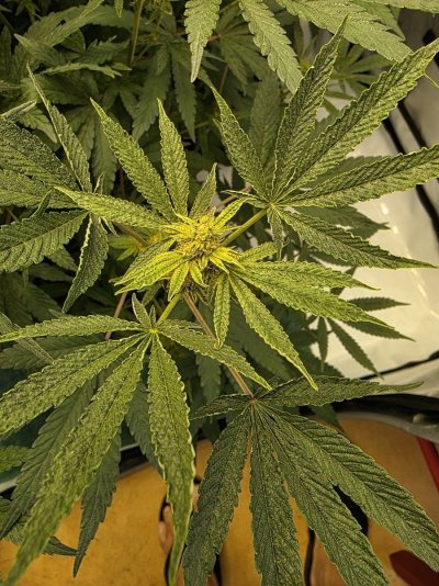 Wrinkly leaves, burnt looking pistils