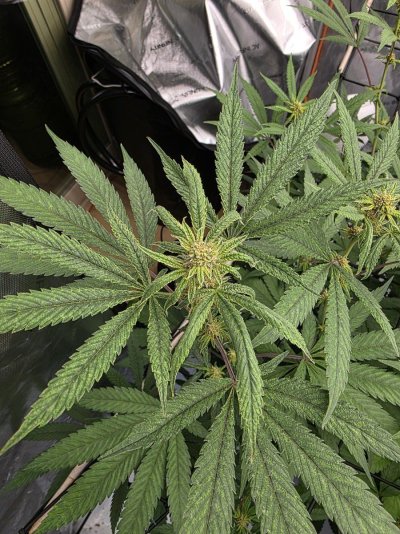 Wrinkly leaves, burnt looking pistils