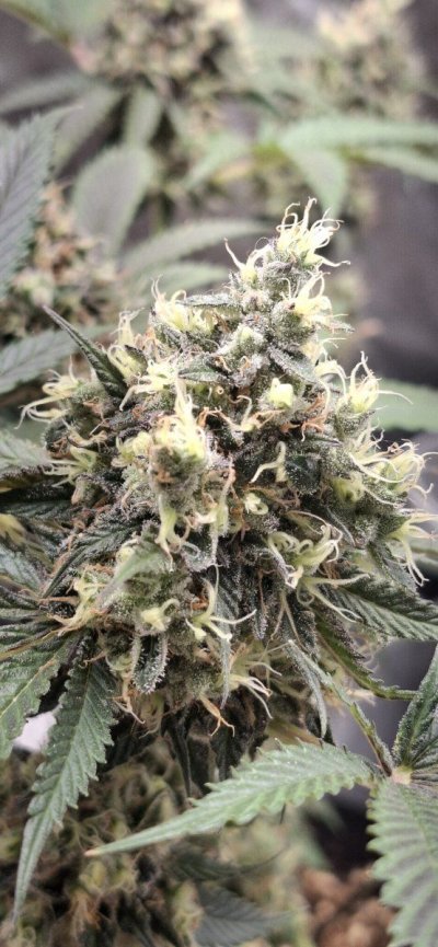 Harvest in around two weeks, what do you think?
