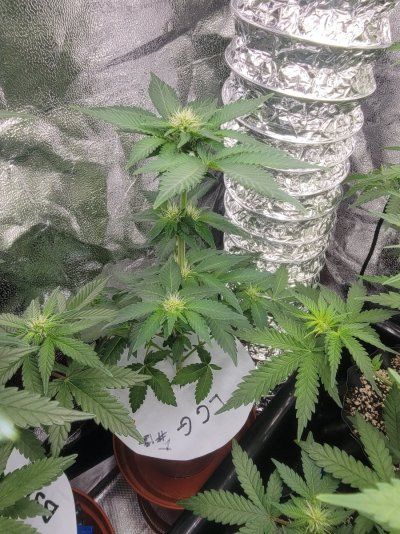 12-12 from seed community journal