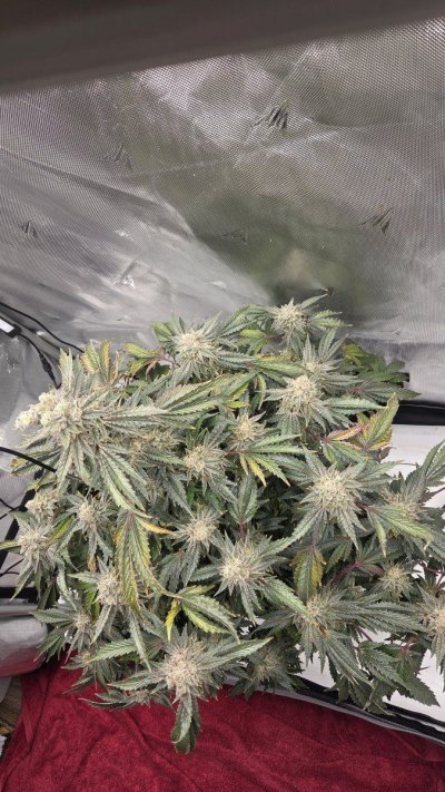 Doing a run of Hot Purple Pebbles by SoFem and a couple Grape Ape by Royal Queen