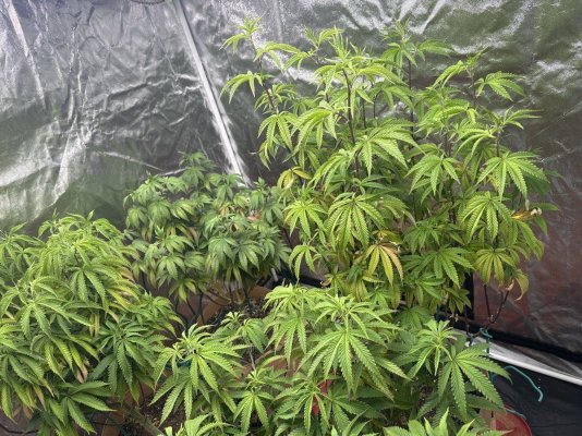 How to deal with 1 taller plant