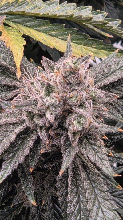 Doing a run of Hot Purple Pebbles by SoFem and a couple Grape Ape by Royal Queen