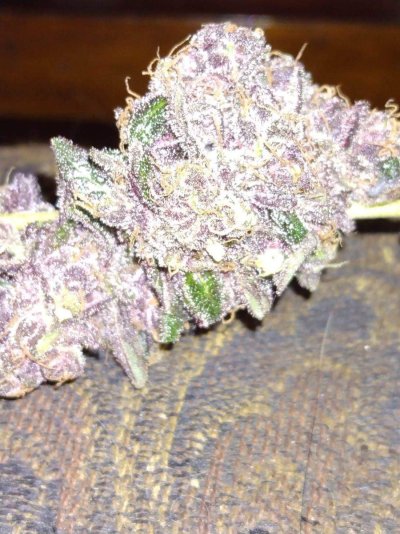 free-seeds-2.jpeg