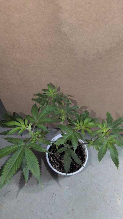 terpbeans-grow-and-tell-journal-2.jpg