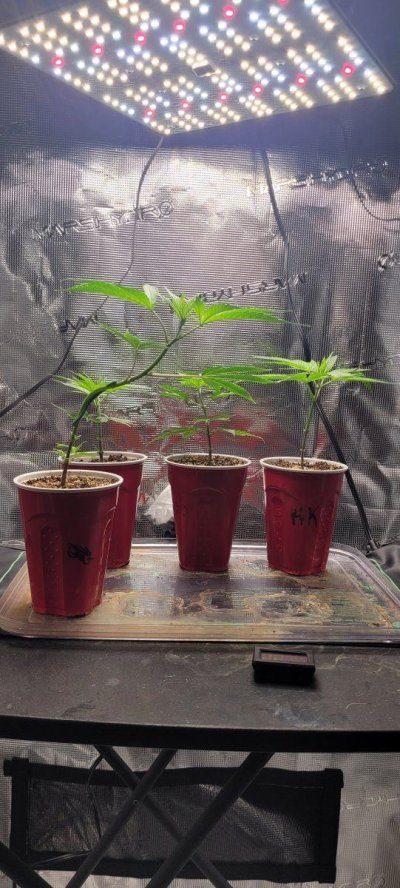 Clones and a stretchy plant.