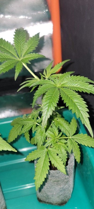 12-12 from seed community journal