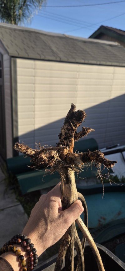 2026 - Outdoor No Till in S. California