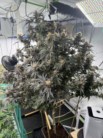Round two new upgrades strains etc