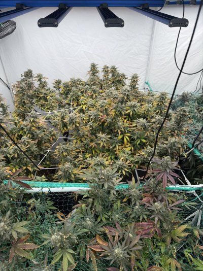 Round two new upgrades strains etc