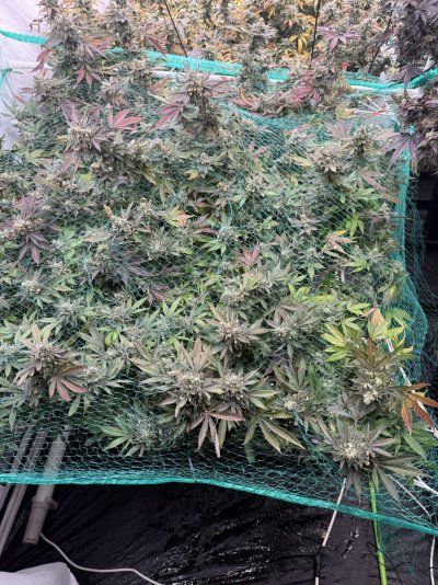Round two new upgrades strains etc