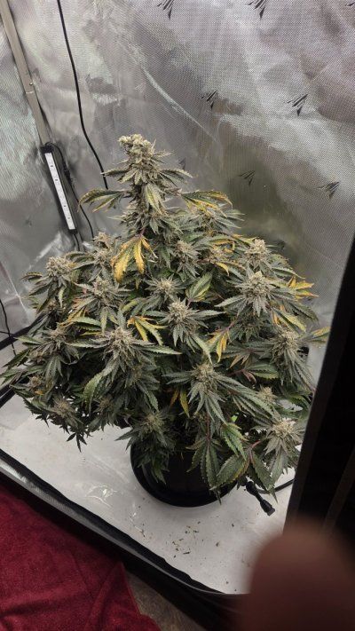 Doing a run of Hot Purple Pebbles by SoFem and a couple Grape Ape by Royal Queen