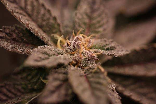 It All Starts From Seed