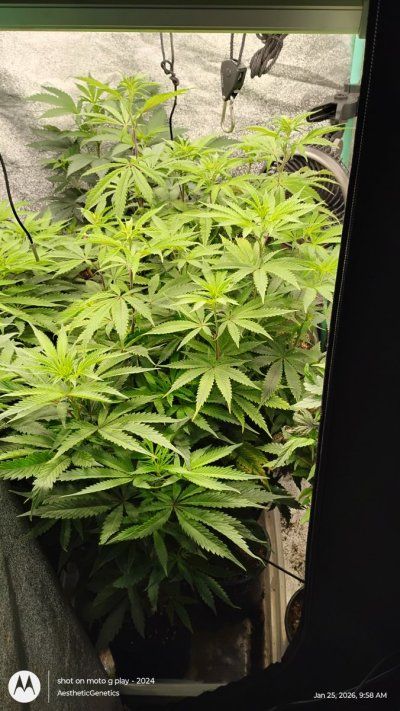 Reveg to pollination (Acai berry gelato x PLCG Bx2)