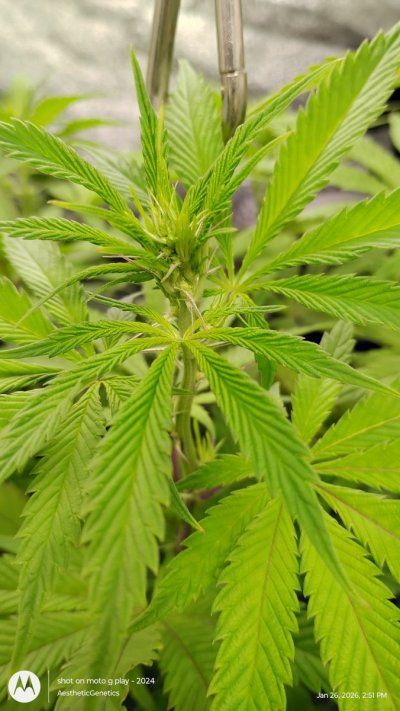 Reveg to pollination (Acai berry gelato x PLCG Bx2)