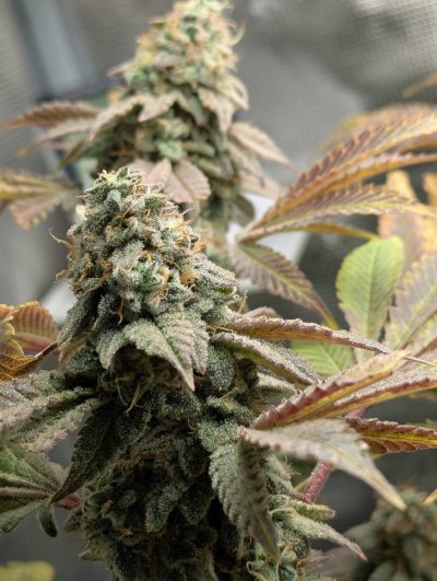 THE TRAINWRECK. Brought to you by thcfarrmer…..