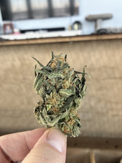 IMG_7087.jpeg