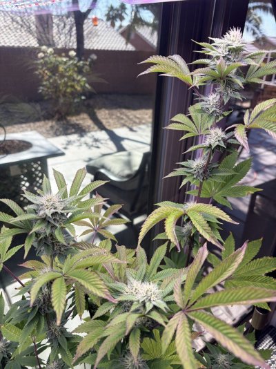 Desert Dude Learns Some Things About Growing Weed