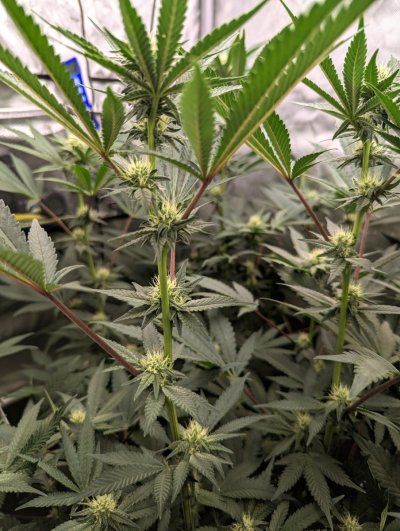 Week4Bytch ..The Cannabis Karen