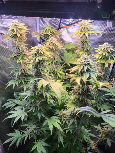 3rd Generation Cross - Mystery/Goldengate Haze/Agent Orange