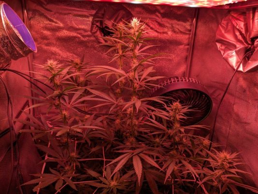 Tall plants in tent what to do