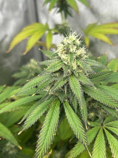 THE TRAINWRECK. Brought to you by thcfarrmer…..