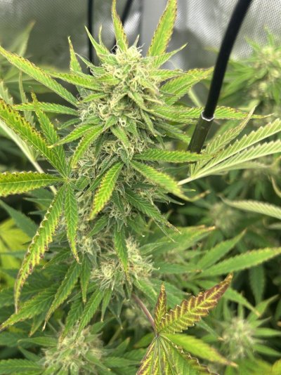 THE TRAINWRECK. Brought to you by thcfarrmer…..