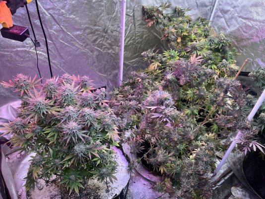 Phyto’s Phun with Photos