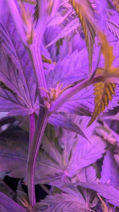 THCosmic's Closet: Chasing the Cosmic High