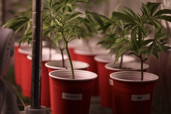 It All Starts From Seed