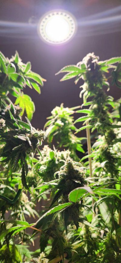 Tumble stumbles upon a Spider Farmer clip on fan.. Growing Blue Cheese, North Thunderfuck, Cali Blues, and Bruce Banner #2