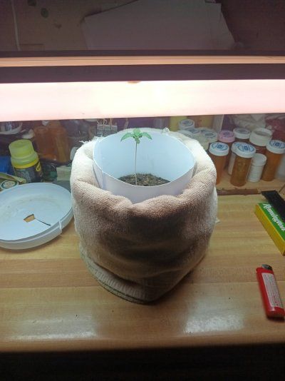Cpurola's first indoor grow, alot to learn.