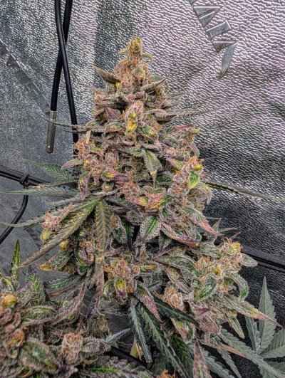 mephisto-canna-cheese-11-s1-feminized-auto-flower-pollen-and-seeds-4.jpg