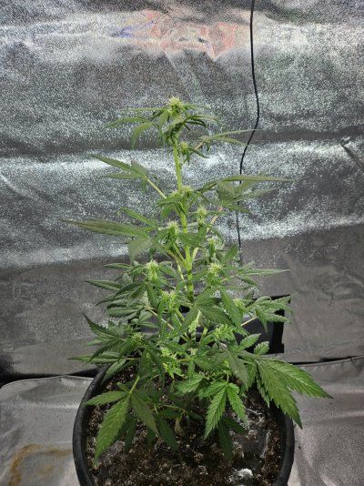 Grouchy's Grey Goose Greenhouse Grow !