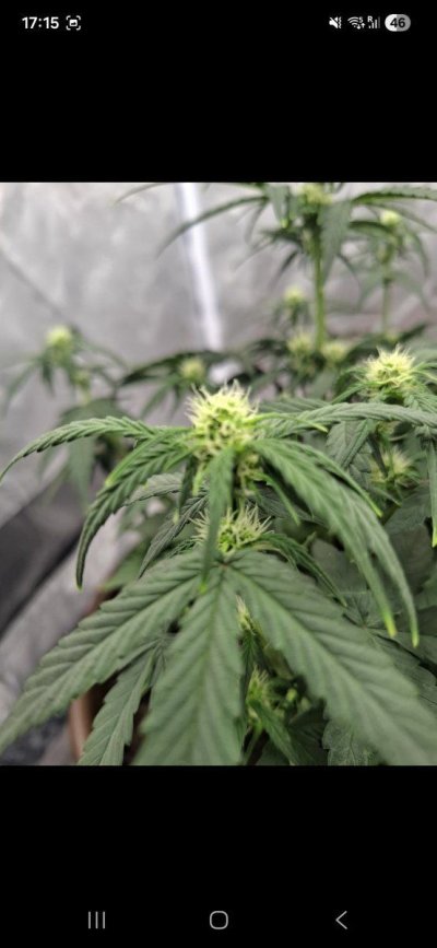 Tips on first grow autos
