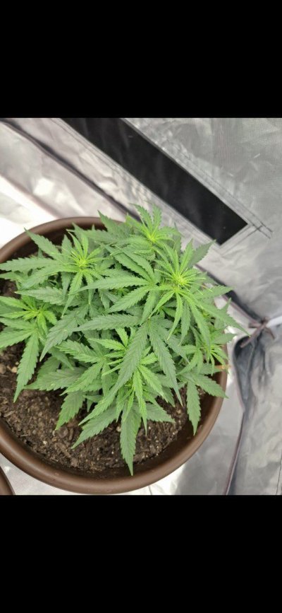 Tips on first grow autos