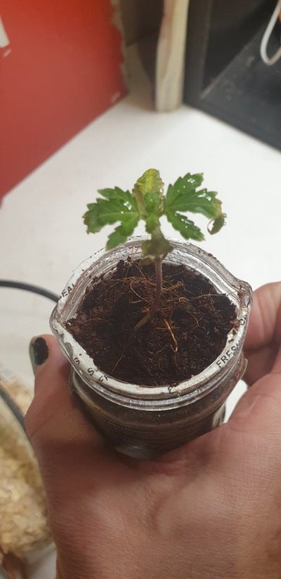 ::elp. New seedling growing so slow