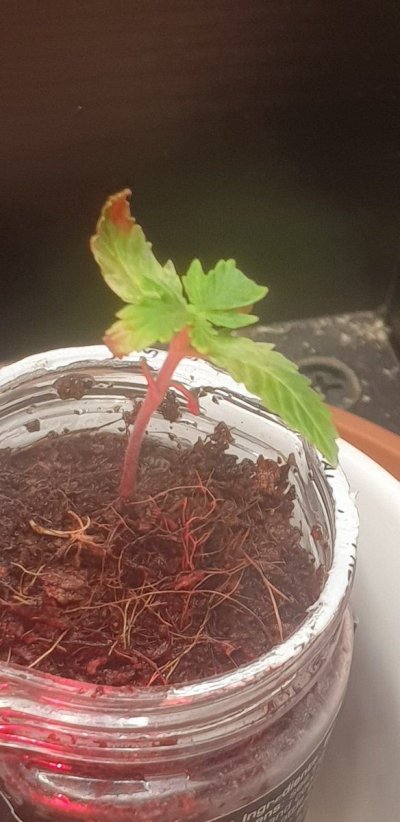 ::elp. New seedling growing so slow