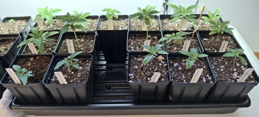 Cpurola's first indoor grow, alot to learn.