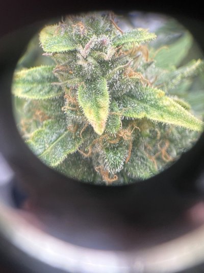 any-help-with-identifying-these-trichomes-3.jpeg