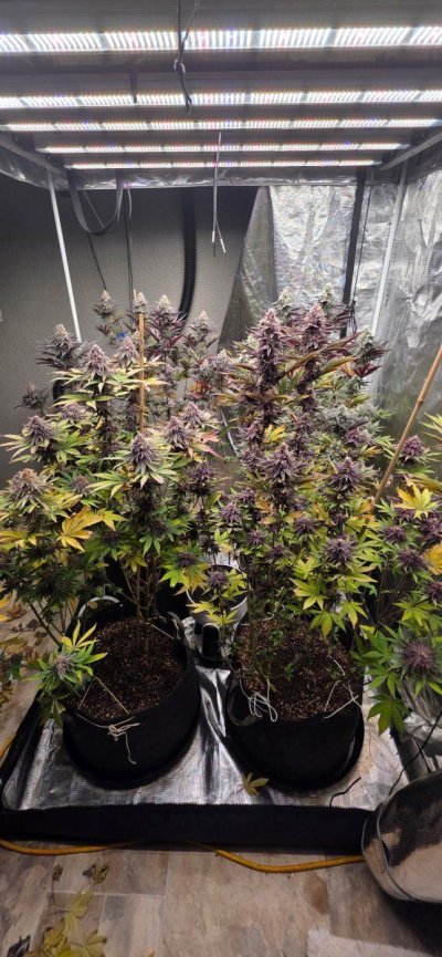 Latest grow, frozen throne by agrarian society seeds.