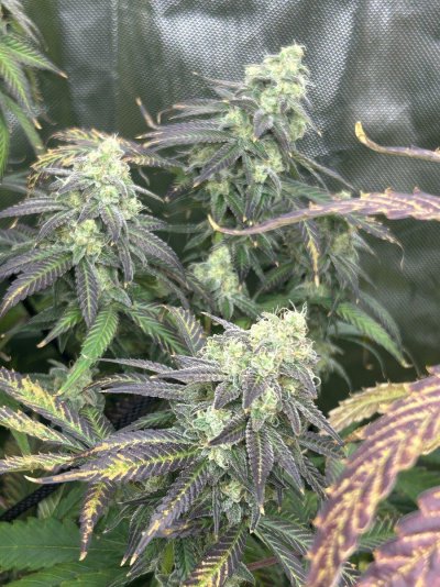 THE TRAINWRECK. Brought to you by thcfarrmer…..