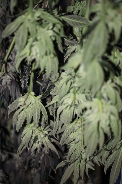 It All Starts From Seed